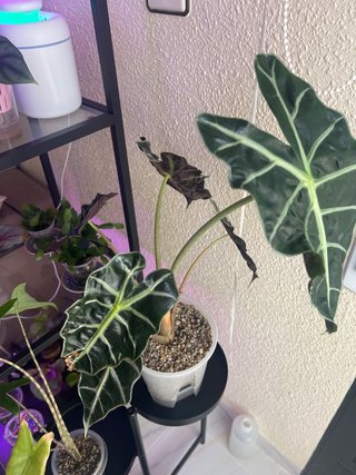 Cormo Alocasia Polly en Lechuza Pon