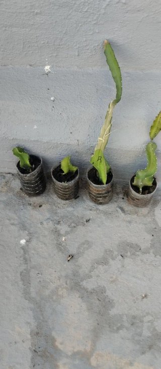 Pitahaya - Plantas en macetas