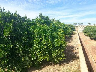 Terreno en venta en Xeraco