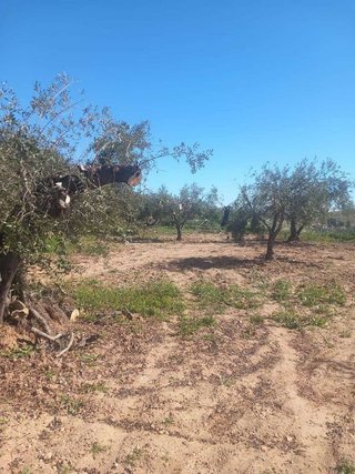 Casa en venta en Vélez-Rubio