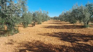 Terreno en venta en Almonte en Almonte