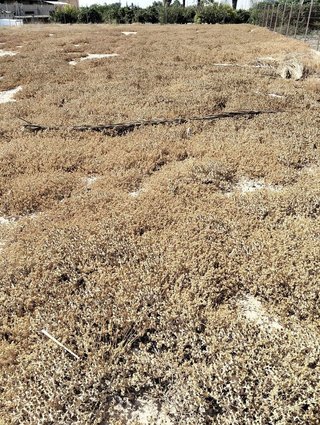 Terreno en venta en Crevillent