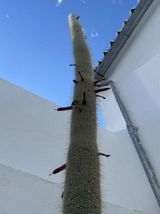 Casa en venta en Olvera