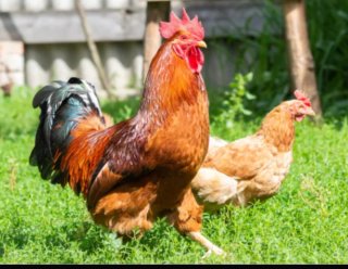 Gallos y gallinas jóvenes en venta