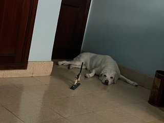 Transportín Perros IATA Gris