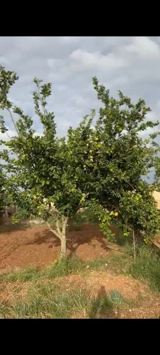 Terreno en venta en Manacor Centro en Manacor