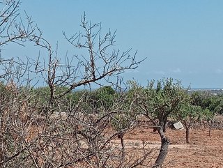 Solar en venta en S'Alquería Blanca - Calonge en Santanyí