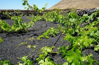 Terreno en venta en Tinajo