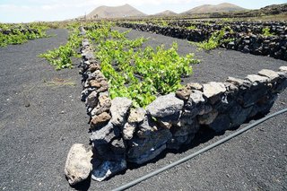 Terreno en venta en Tinajo