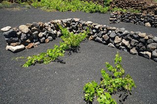 Terreno en venta en Tinajo