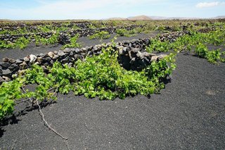 Terreno en venta en Tinajo