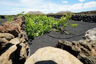 Terreno en venta en Tinajo