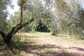 Terreno en venta en Algodonales