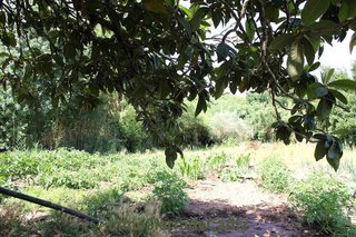 Terreno en venta en Algodonales
