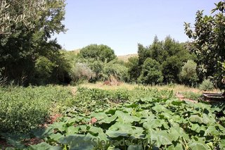 Terreno en venta en Algodonales