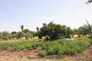 Terreno en venta en Algodonales