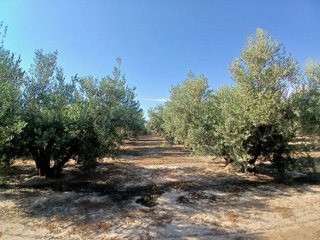 Terreno en venta en Huércal-Overa