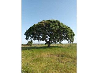 Terreno en venta en Este en Mérida