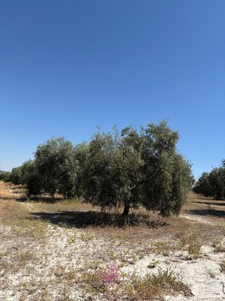 Terreno en venta en Aguilar de la Frontera