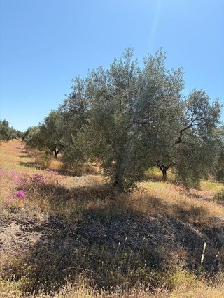 Terreno en venta en Aguilar de la Frontera