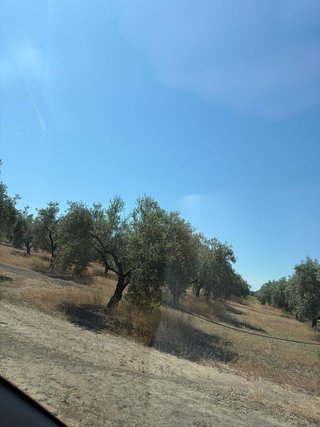 Terreno en venta en Aguilar de la Frontera