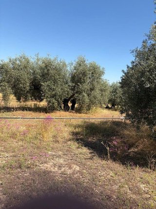Terreno en venta en Aguilar de la Frontera