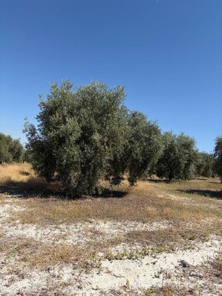 Terreno en venta en Aguilar de la Frontera