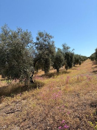 Terreno en venta en Aguilar de la Frontera