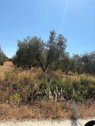 Terreno en venta en Aguilar de la Frontera