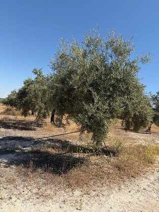 Terreno en venta en Aguilar de la Frontera