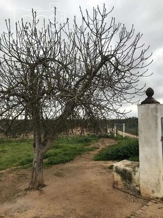 Casa rural en venta en Almonte en Almonte