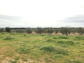 Casa rural en venta en Almonte en Almonte