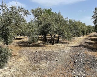 Terreno en venta en Úbeda