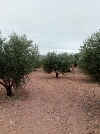 Terreno en venta en Almansa