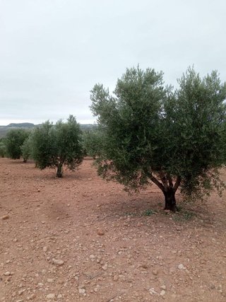 Terreno en venta en Almansa