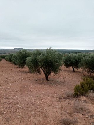 Terreno en venta en Almansa