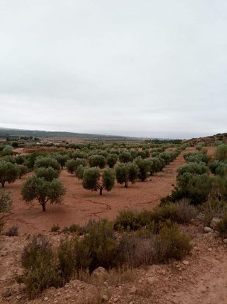 Terreno en venta en Almansa
