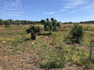 Terreno en venta en Almonte en Almonte