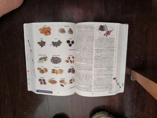 Diccionario básico de la lengua Española primaria