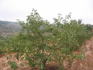 Solar en venta en Móra d´Ebre