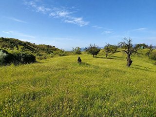 Terreno en venta en Almogía