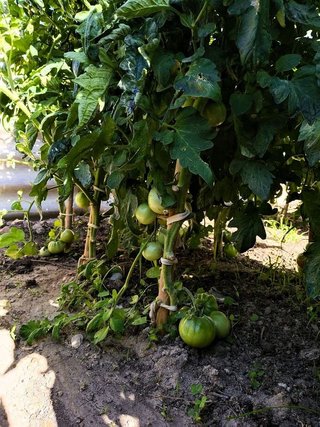 Terreno en venta en Nueva Carteya