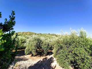 Terreno en venta en Nueva Carteya