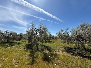 Terreno en venta en Aznalcázar