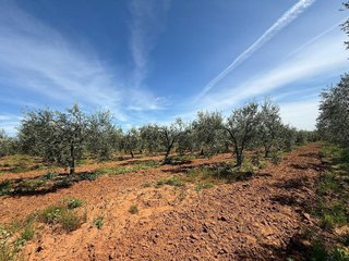 Terreno en venta en Aznalcázar
