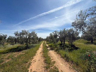 Terreno en venta en Aznalcázar