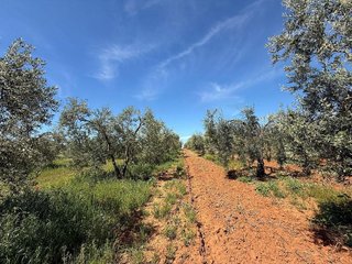 Terreno en venta en Aznalcázar