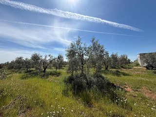 Terreno en venta en Aznalcázar