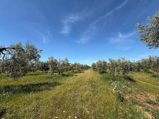 Terreno en venta en Aznalcázar
