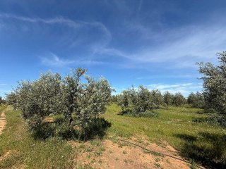 Terreno en venta en Aznalcázar